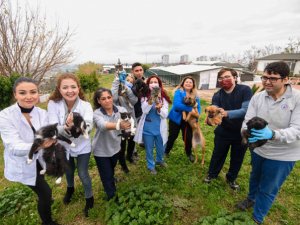 Muratpaşa Belediyesi 2021'de 368 kedi ve köpeği sahiplendirdi