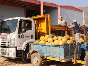 Balkabağı tarımsal biyolojik mücadele silahı oldu
