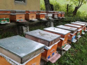 Arıcılar Birliği Başkanı: Bal ormanı alanları genişletilmeli