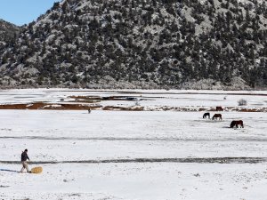 Eynif Ovası'nda karda yılkı atları samansız bırakılmadı
