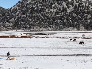 Kış aylarında yılkı atları yiyecek bulmada zorluk çekiyor