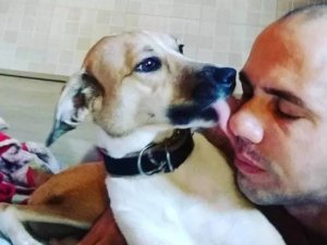 Havayolunun kaybettiği köpek 1.5 ay sonra havalimanında bulundu