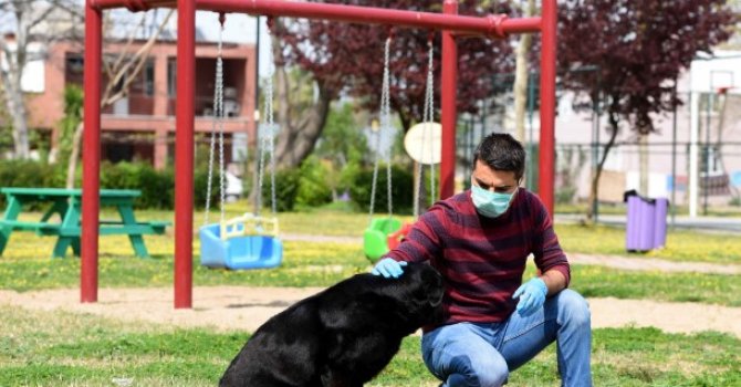 4 Nisan Sokak Hayvanları Günü’nde kimlik kartları verilecek