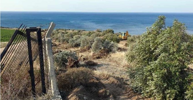 Zeytin ağaçları kesilmeyecek, taşınacak