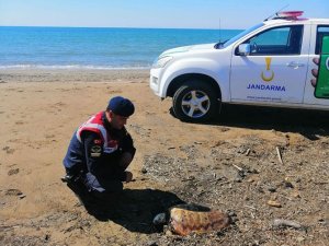 Manavgat sahillnde 4 ölü caretta caretta bulundu