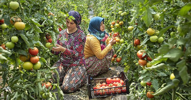 Tarladan Sofraya Kültürel Mirasımız” konulu fotoğraf yarışması
