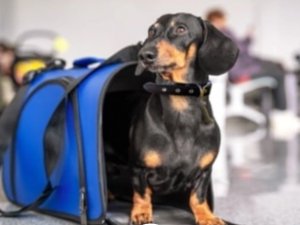 Kanadalı Lynx Air, küçük köpeklere ve kedilere kabinde izin veriyor