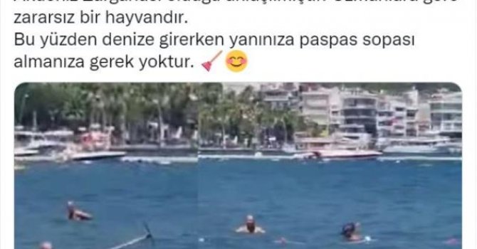 Akdeniz zarganasını köpek balığı sanmışlardı