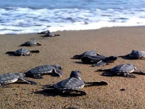 Careta caretta’lar Manavgat'a yunurtlamaya geliyor