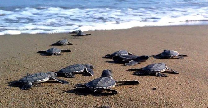 Careta caretta’lar Manavgat'a yunurtlamaya geliyor