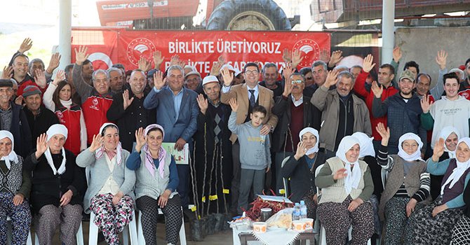 Muğla'da 15 bin adet incir toprakla buluşacak