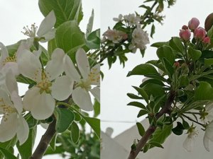 İklim karıştı, doğa şaştı, elma ağacı çiçek açtı, meyve verdi
