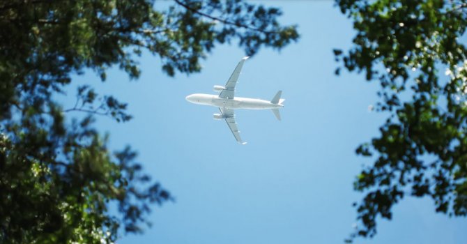 Domuz gribi aşısı test ediliyor