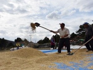Ünlü ’Sarı Kılçık’ pirinci yabani ot tehdidinde