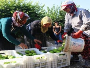 Adana’da portakal hasadı başladı