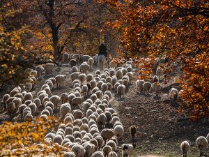 Egeli Vanlıların fuar yemeği