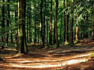 Turizmciler  Kastamonu'da(1)