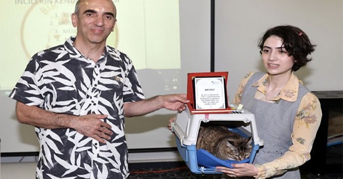 Kedi güzellik yarışmasında "Müstesna" birinci oldu