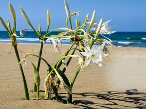 Antalya'da 'Yeşile Dönmek Çalıştayı'nın sembolü: Kum Zambağı
