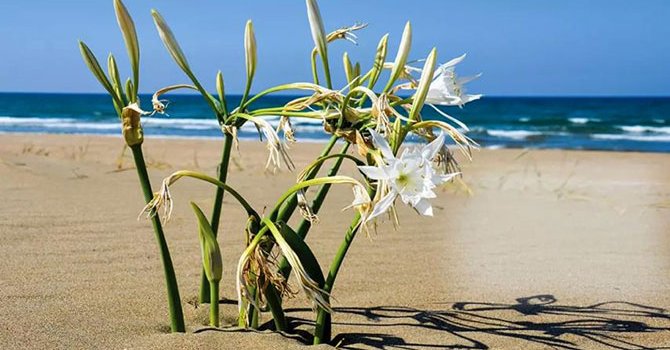 Gastronomi turizmine destek