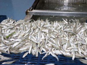 Gümüş Balığı Avrupa'da Yok Satıyor 