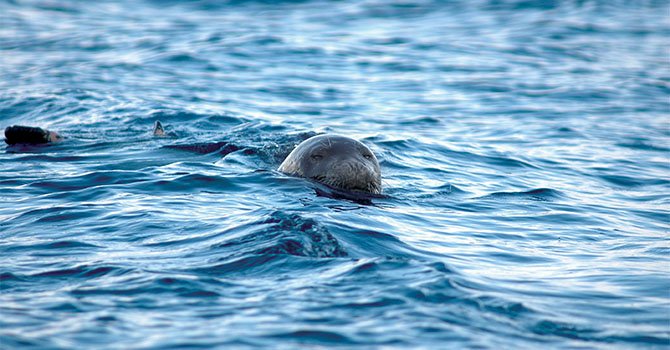 200 kiloluk köpek balığı