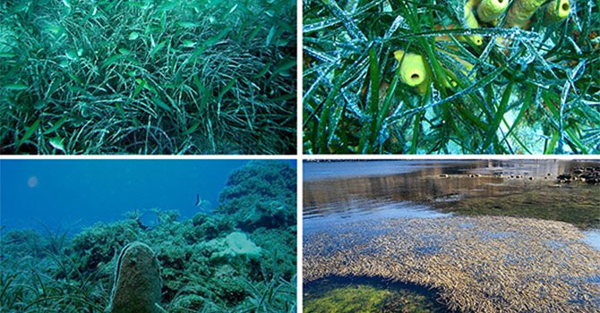 Deniz dibinde Posidonia çayırları yeniden hayat bulacak