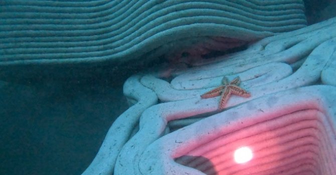 Deniz Altındaki Yaşam Yapay Resiflerle Canlanacak