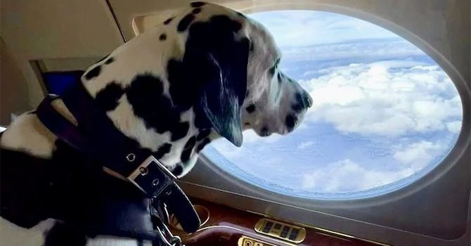 Köpekler için lüks uçak seyahati hizmeti başlıyor