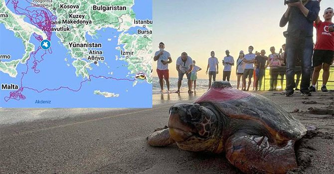 Deniz kaplumbağası “Tuba”dan 3 aydır sinyal yok
