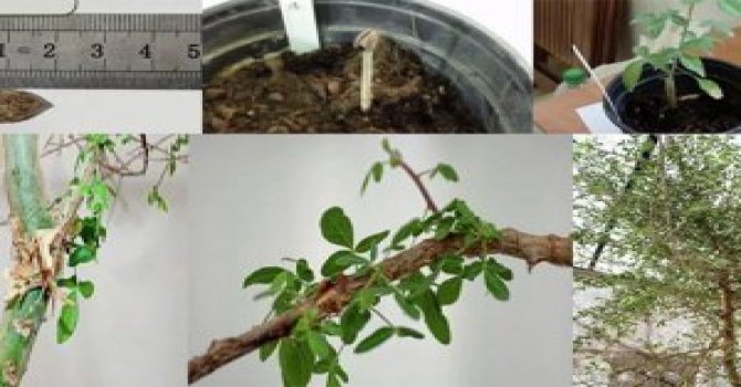 Elite World'de THY mili kazanılıyor