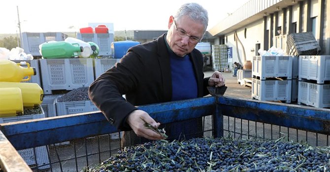 Mudanya, kendi zeytin markasını yaratacak