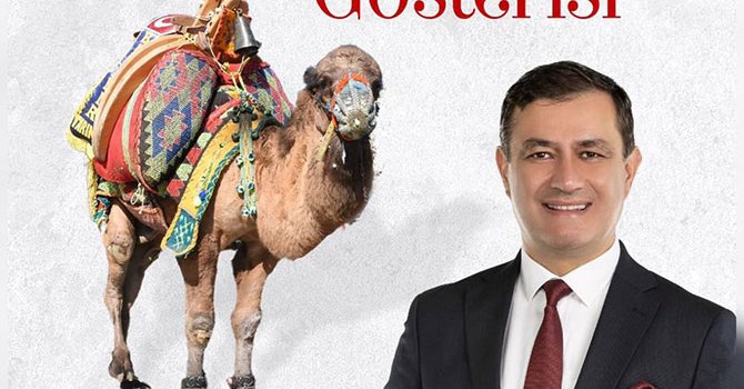 Geleneksel Elmalı Deve Güreşi 15 Aralık'ta yapılacak