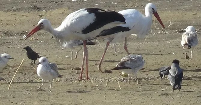 Bütün leylekler göç etti, 2 tanesi kaldı