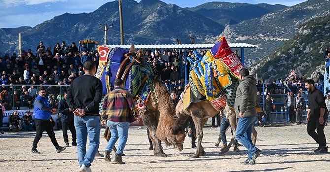 İlk deve güreşi Aydın İncirliova'da 200 yıl önce yapılmış!