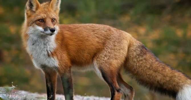 EBK: Eti fahiş satana mal yok