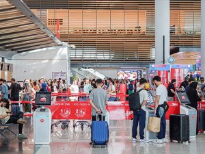 Yavru caretta carettalar denizde