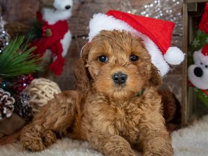 Hediye edilen kedi ve köpekler sokağa terkediliyor