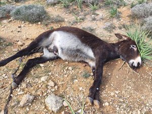 Kıbrıs’ta 14 eşeğin katledilmesine tepkiler sürüyor