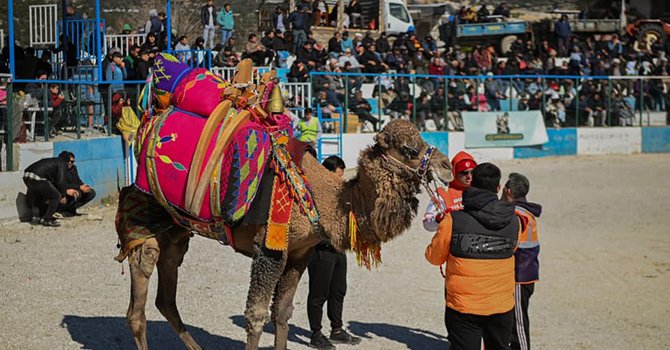 Soğuk hava Demrelilerin deve güreşi keyfini engellemedi
