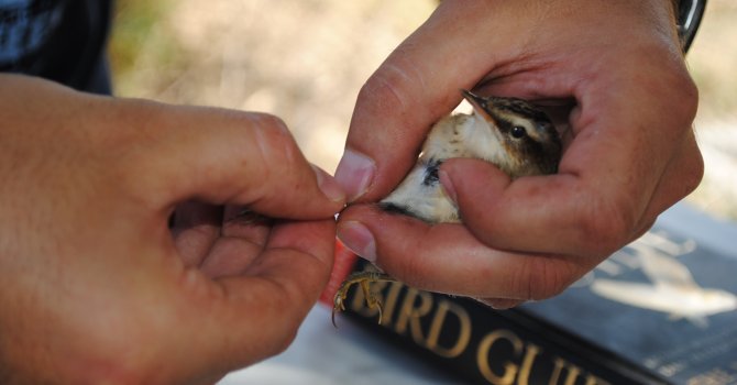 Kuş gözlemciler 4-6 Nisan'da Manavgat'ta buluşuyor
