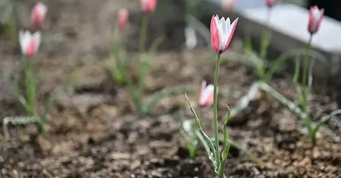 'Bornova Lalesi', 30 yıl sonra yeniden çiçek açtı