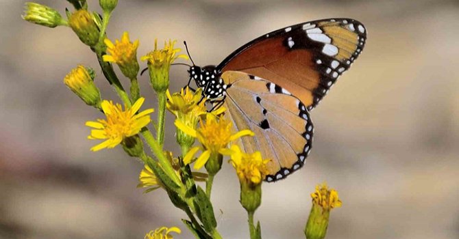 ‘Mutlu Kelebekler Festivali’ ile Mut'ta heyecan başlıyor