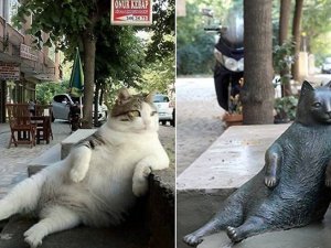 İstanbul'un sokak kedisi Tombili dünyaca ünlü oldu