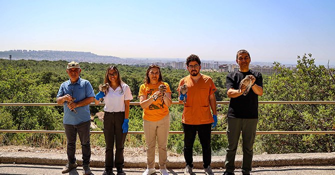 Tedavisi yapılan 7 kerkenez doğaya bırakıldı