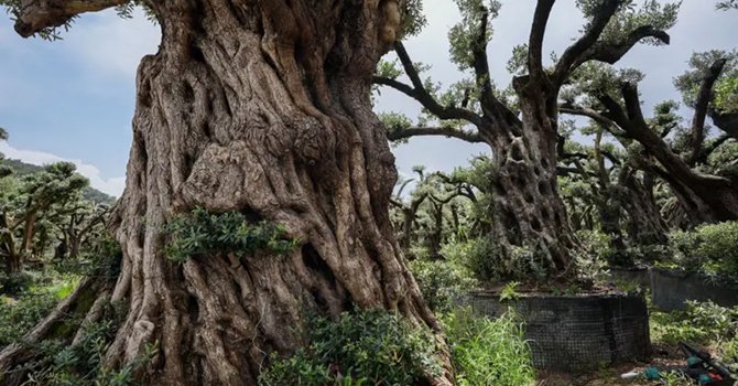 Zeytinliklerin madenciliğe açılması TBMM'de kabul edildi