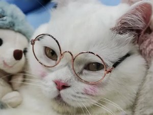 Kedilerin tarihi: Antik tanrıçadan sosyal medya yıldızlığına