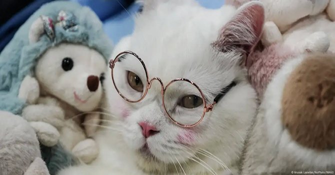 Kedilerin tarihi: Antik tanrıçadan sosyal medya yıldızlığına