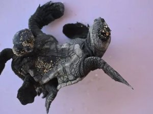 Yapışık ikiz Caretta caretta ilk kez Türkiye'de görüldü!