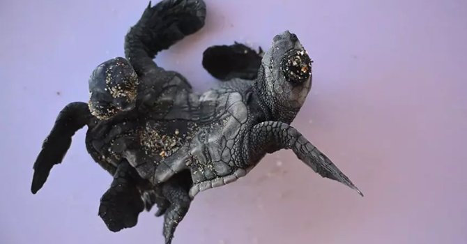 Yapışık ikiz Caretta caretta ilk kez Türkiye'de görüldü!